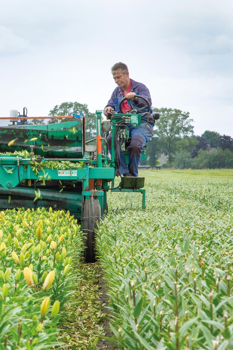 Lilienspezialisten-pic-1