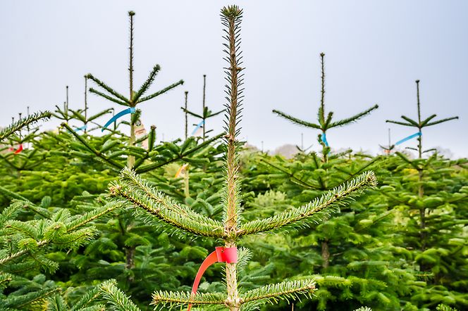 251110_DSC8966_CLAAS-Scorpion_1125┬®OlafTammFOTO