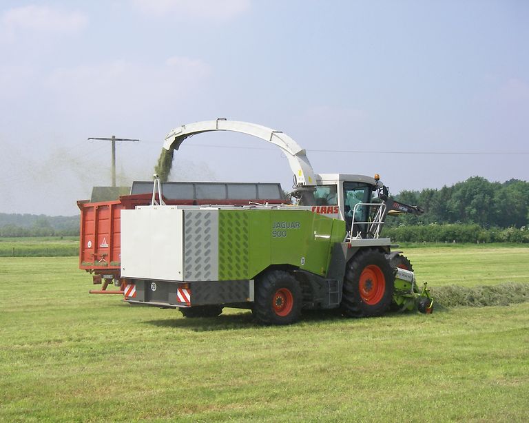 Test_JAG in Gras V IMGP0494