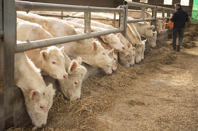 PascalPaumier (for Claas) 0323-185 F HRes-min-min