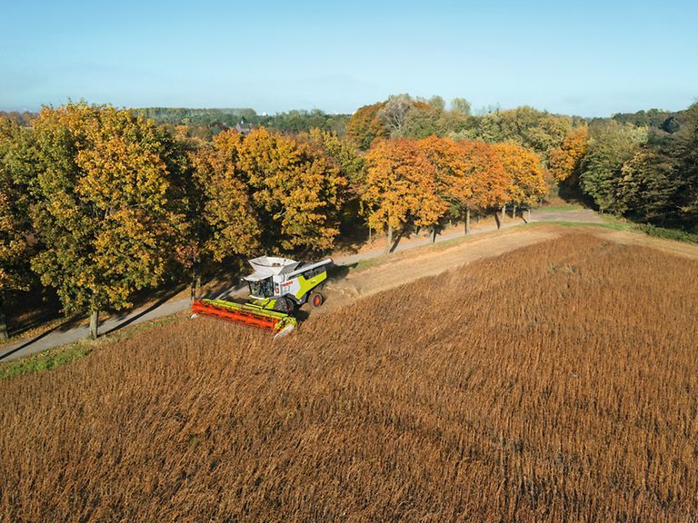 443949_27 TRION 730 harvesting soybeans with CONVIO FLEX 770.
