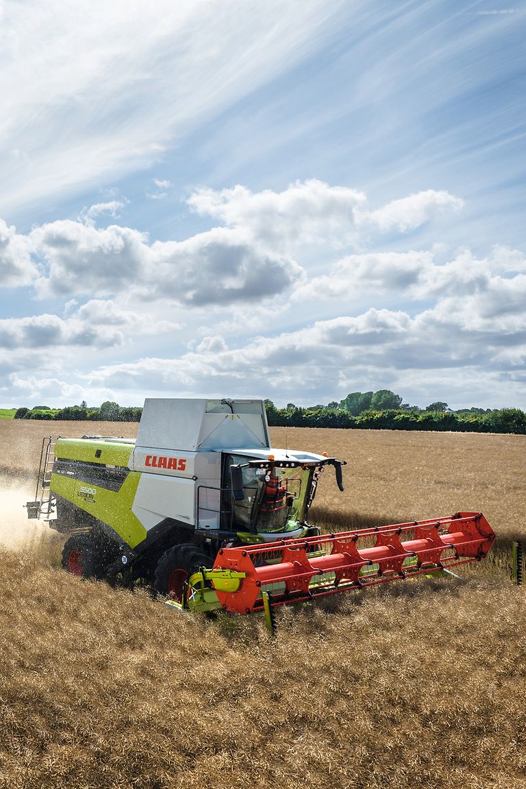 467778_27 LEXION 5500 ved tresking av raps.