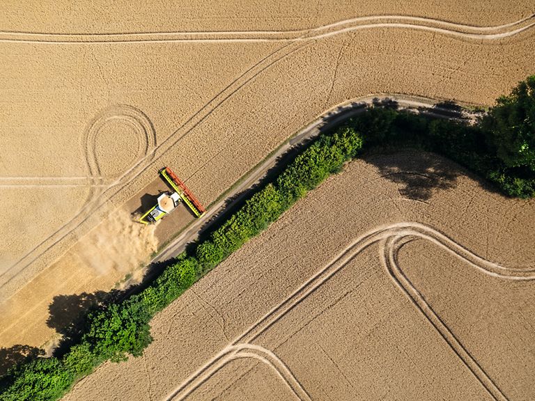 468655_27 配备CONVIO FLEX的LEXION 8900在收割小麦。